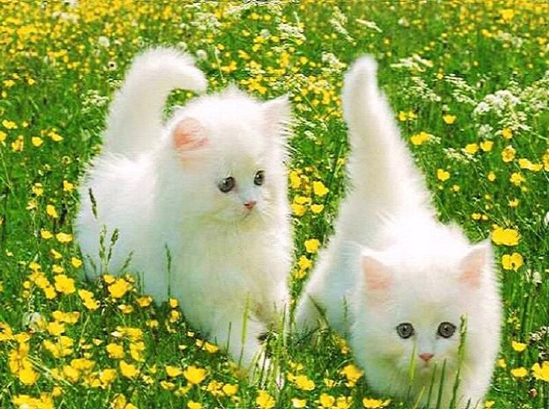 Two White Kittens — Serene, Spring, Photograph, Grass