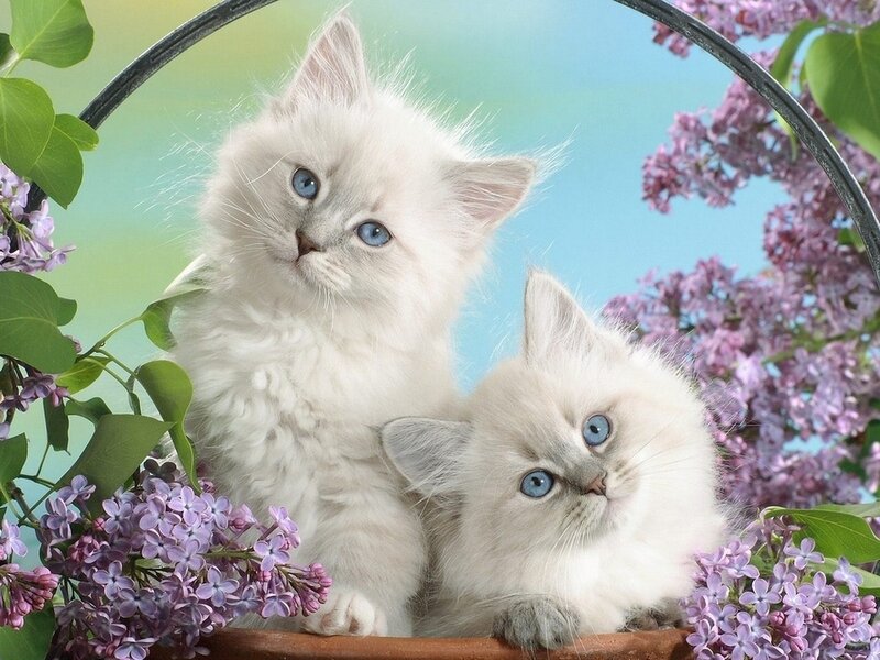 Two White Kittens — Serene, Spring, Photograph, Lilac Flowers, Basket