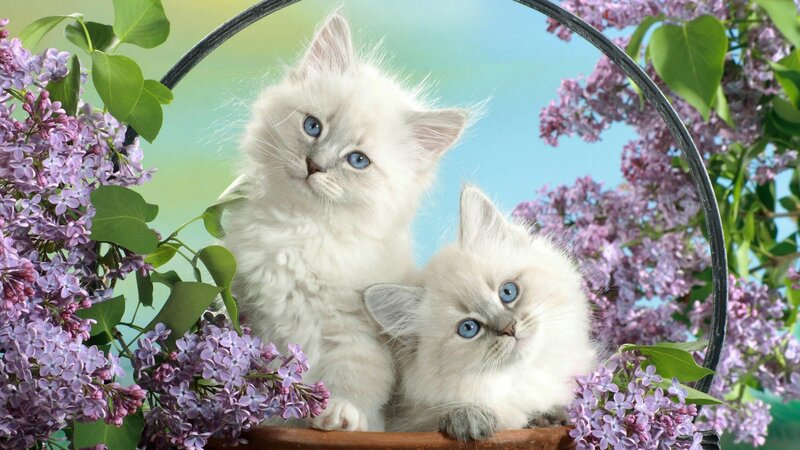 Two White Kittens — Serene, Spring, Photograph, Lilac Flowers