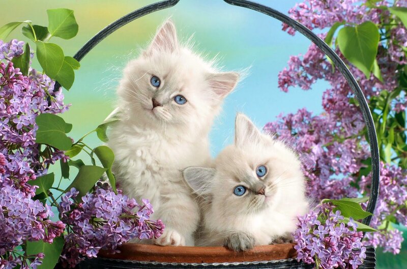 Two White Kittens — Serene, Spring, Photograph