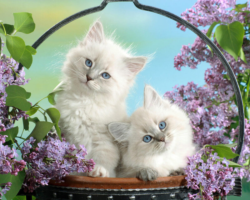 Two White Kittens — Serene