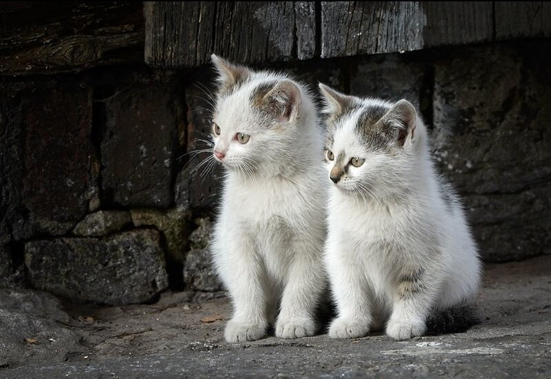 Two white kittens sitting together