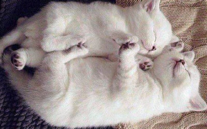 Two White Kittens Sleeping — Peaceful
