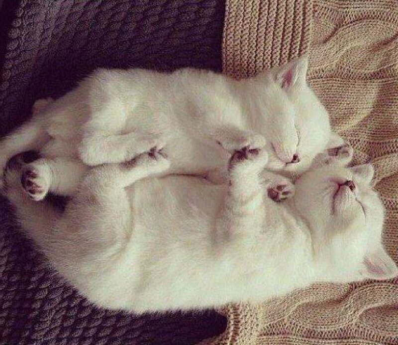 Two White Kittens Sleeping