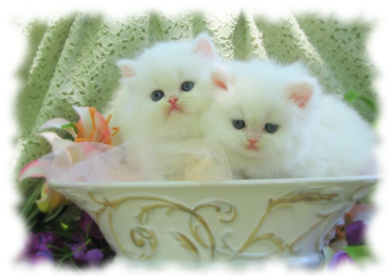 Two White Kittens