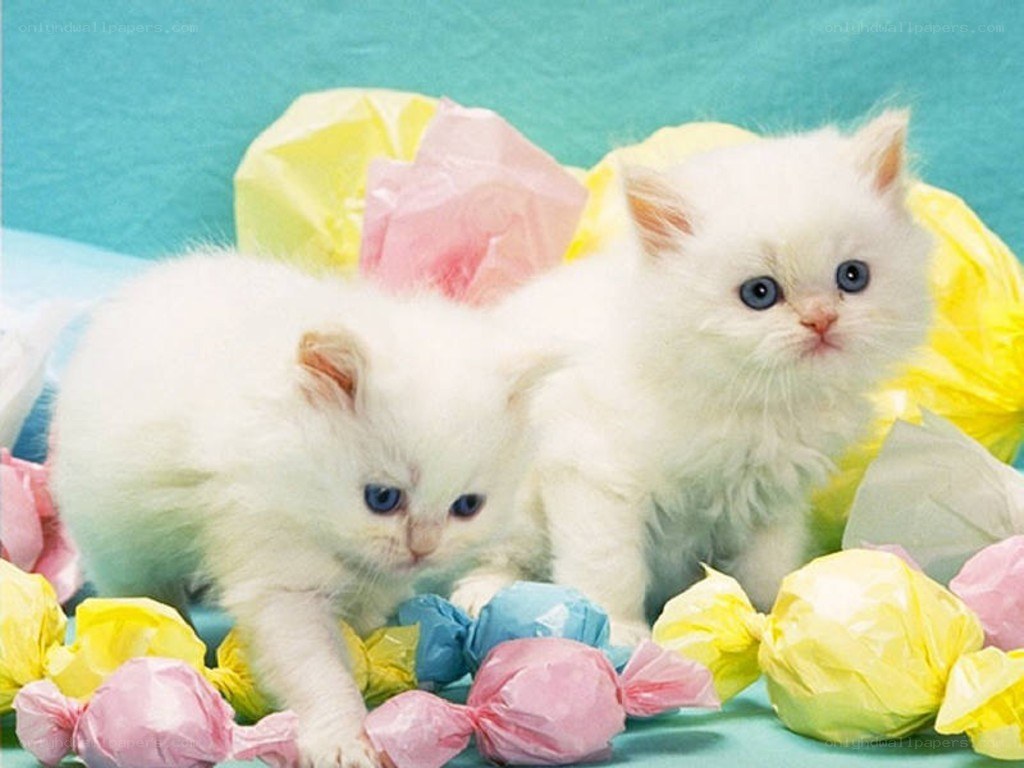 two white kittens with candy