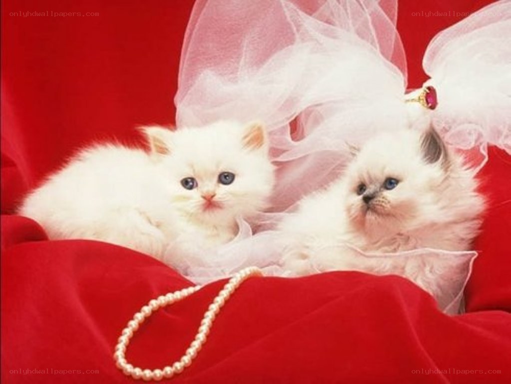Two white kittens with pearls
