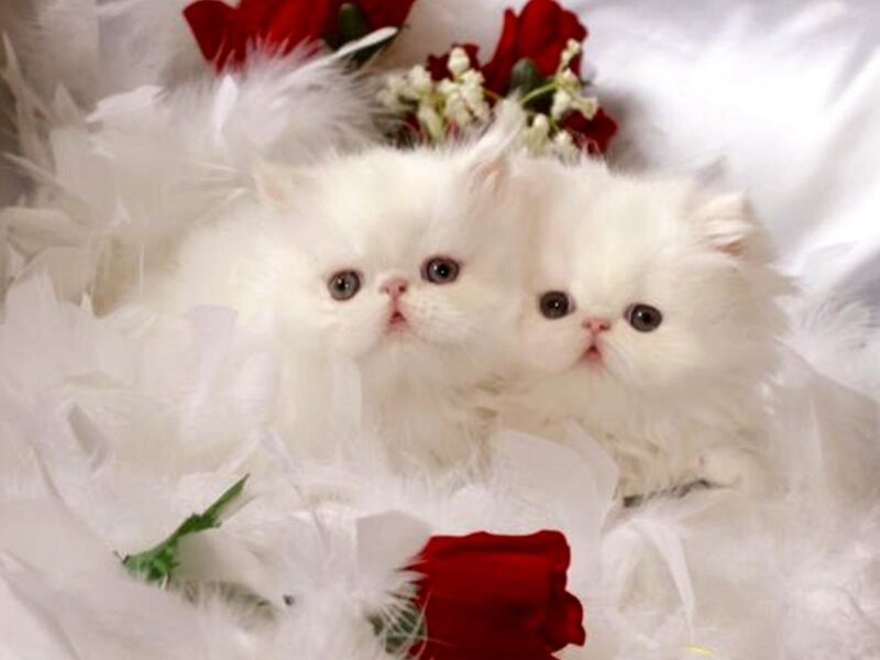 Two white kittens with roses