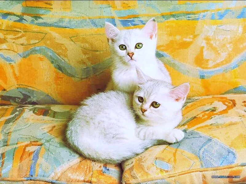 Two White Kittens — Yellow
