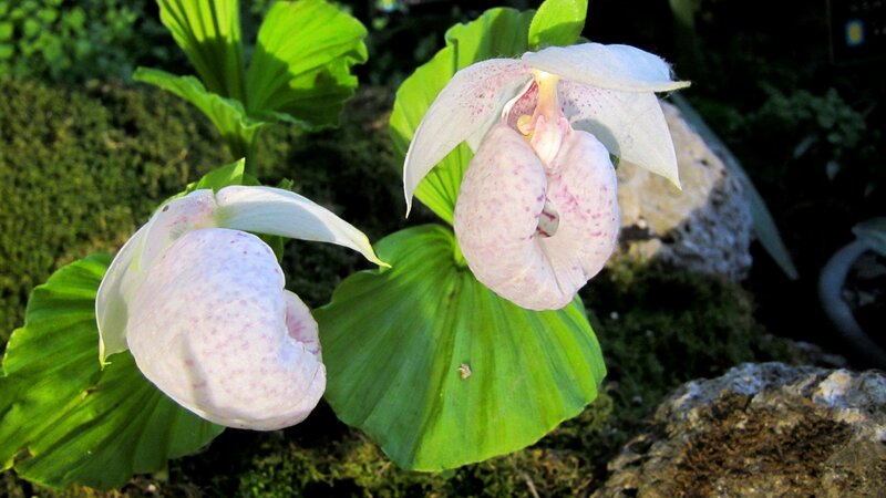 Two White Lady's-slipper Orchids