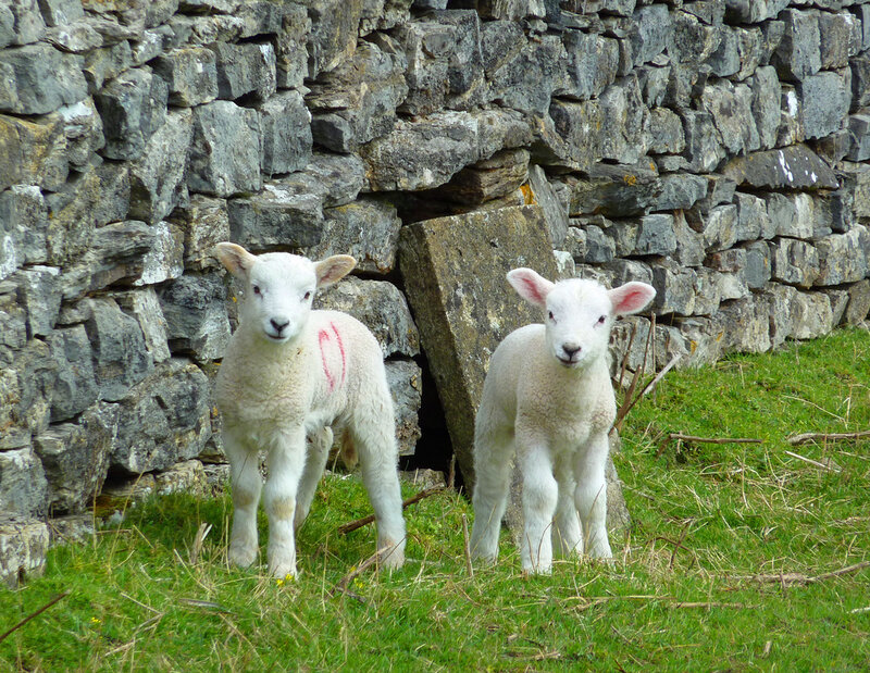 Two White Lambs