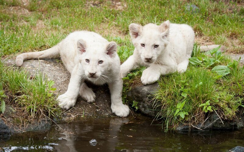 Two White Lion Cubs