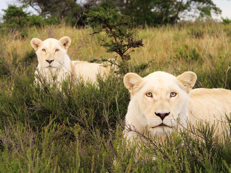 Two White Lionesses