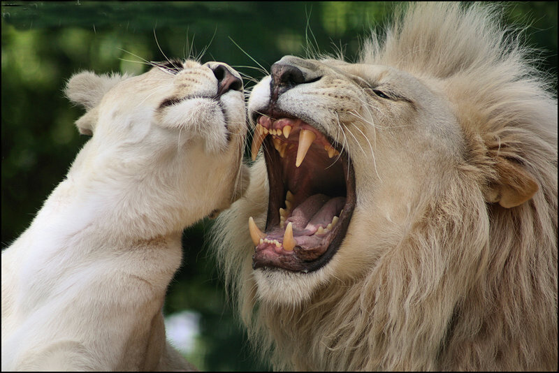 Two White Lions — Dramatic