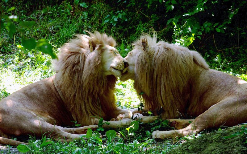 Two White Lions — Green, Peaceful, Afternoon