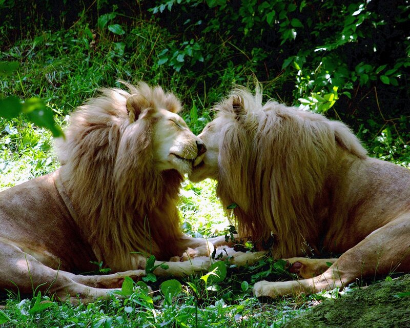 Two White Lions — Green, Peaceful