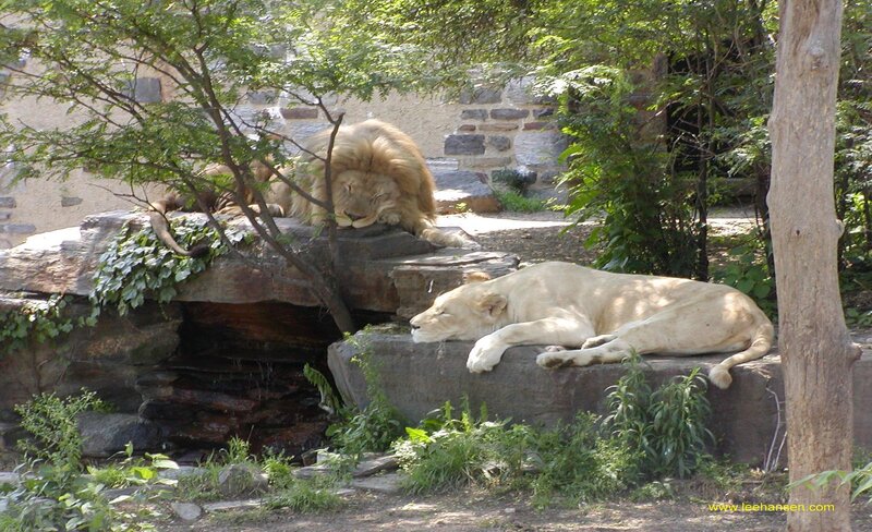 Two White Lions Resting