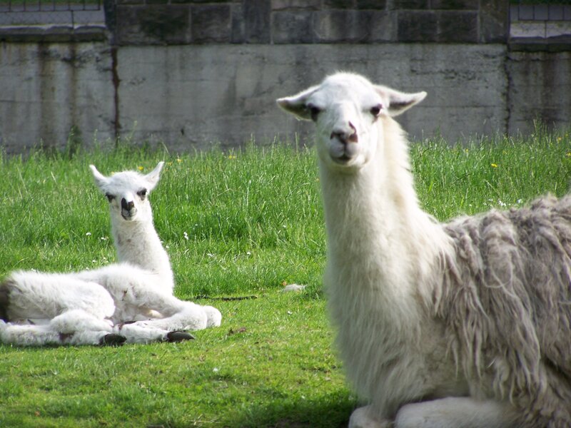 Two white llamas in a field