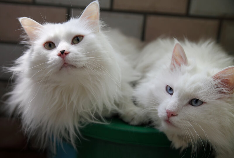 Two White Long-haired Cats