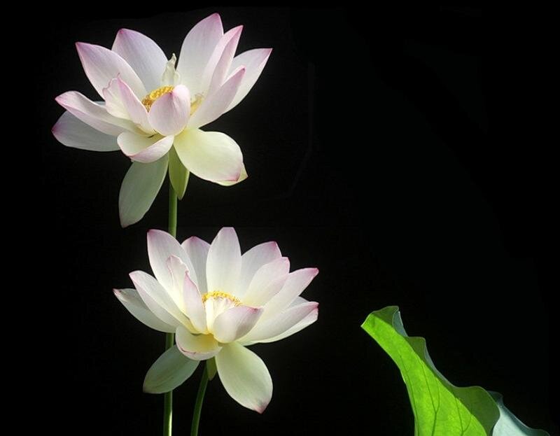 Two White Lotus Flowers
