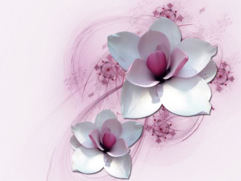Two White Magnolia Flowers