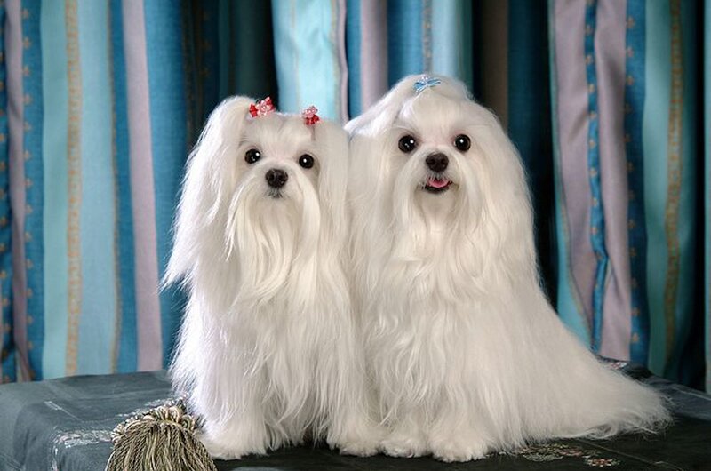 Two White Maltese Dogs — Calm, Photograph