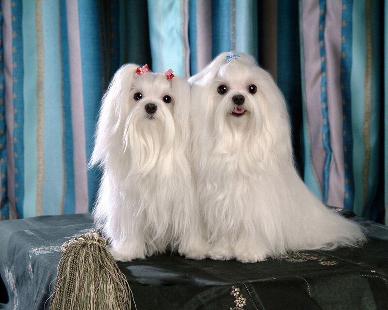 Two White Maltese Dogs — Calm