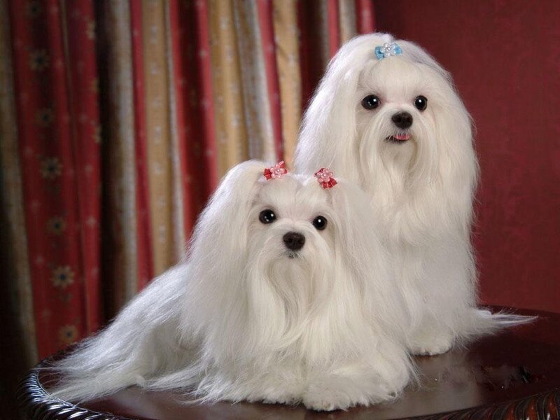 Two white Maltese dogs