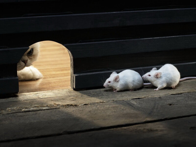 Two White Mice and a Cat — Dramatic