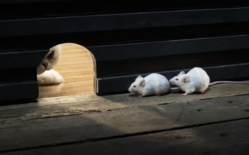 Two White Mice and a Cat