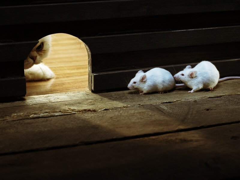 Two White Mice — Dramatic, Photograph, Cat, Wooden Floor, Hole