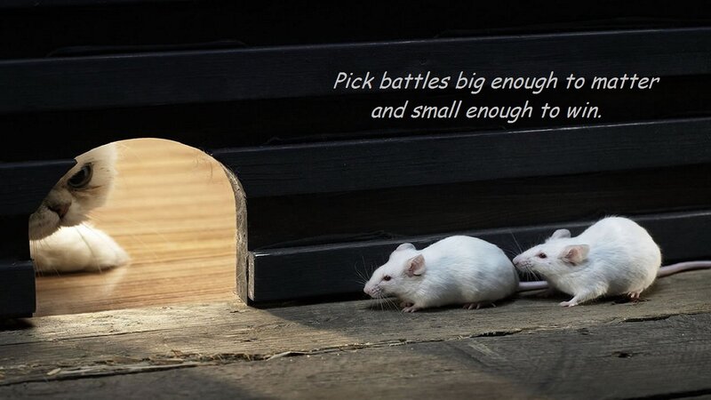 Two White Mice — Dramatic, Photograph, Cat, Wooden Floor