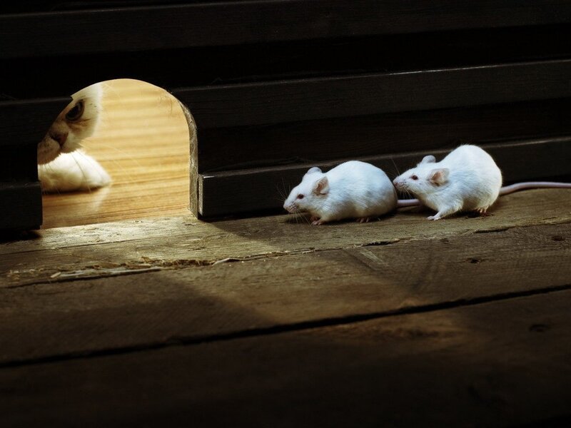 Two White Mice — Dramatic