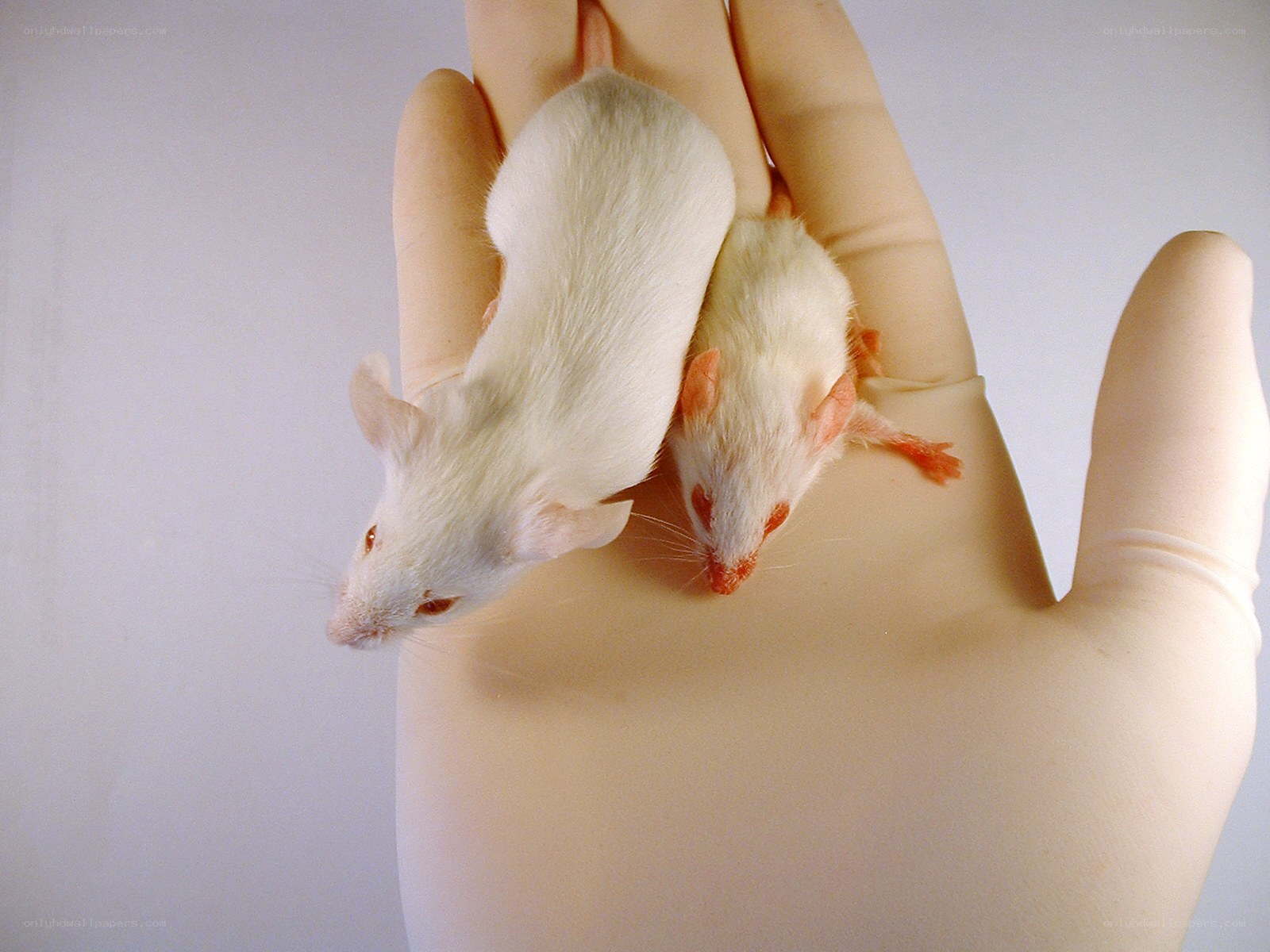 Two white mice on a gloved hand