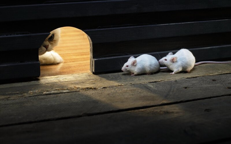 Two White Mice