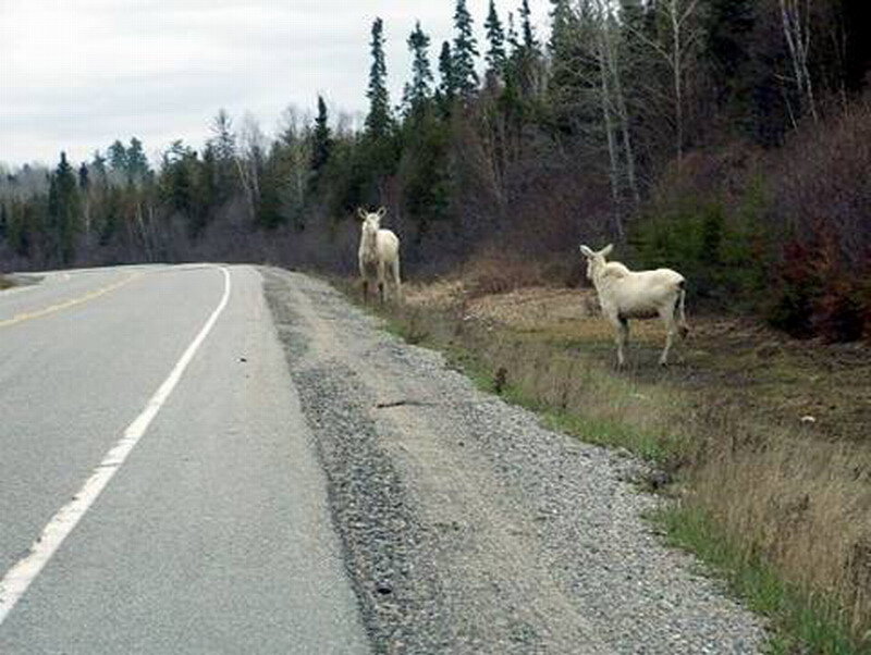 Two White Moose