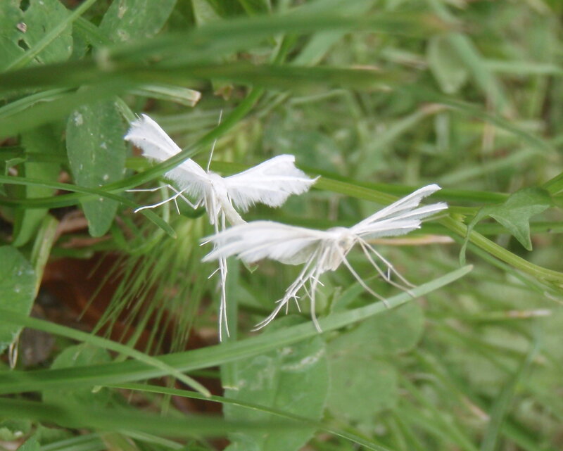 Two white moths on grass