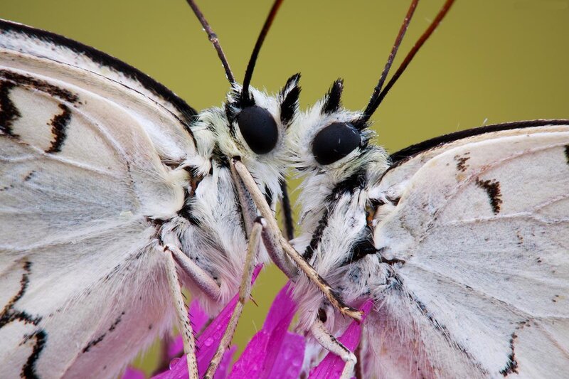 Two White Moths