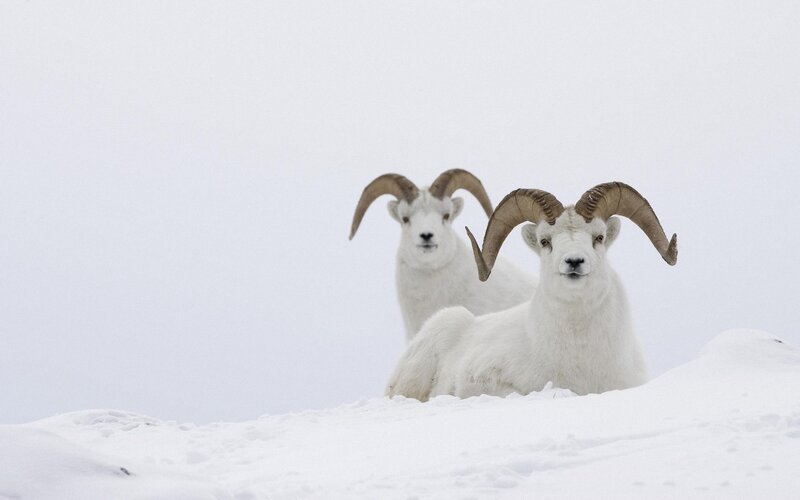 Two White Mountain Goats