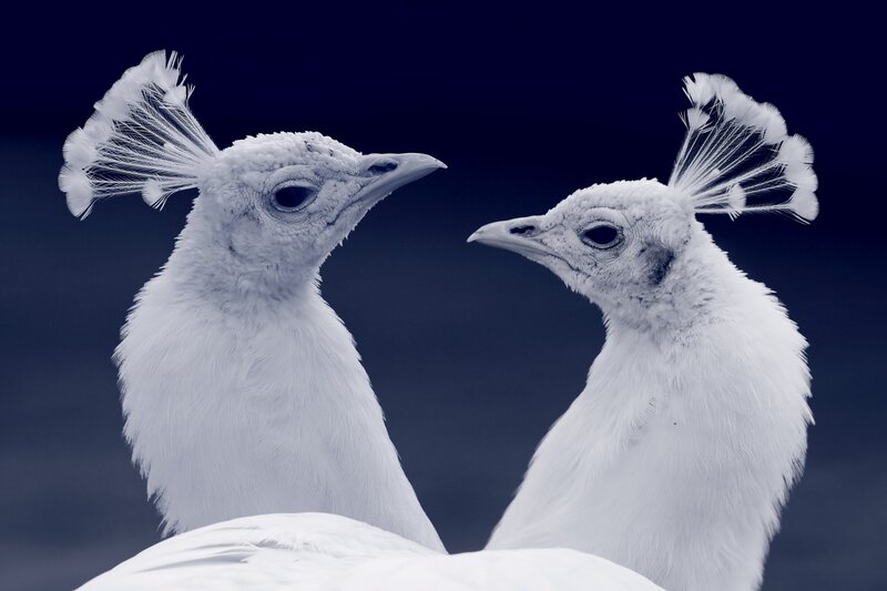 Two white peacocks facing each other