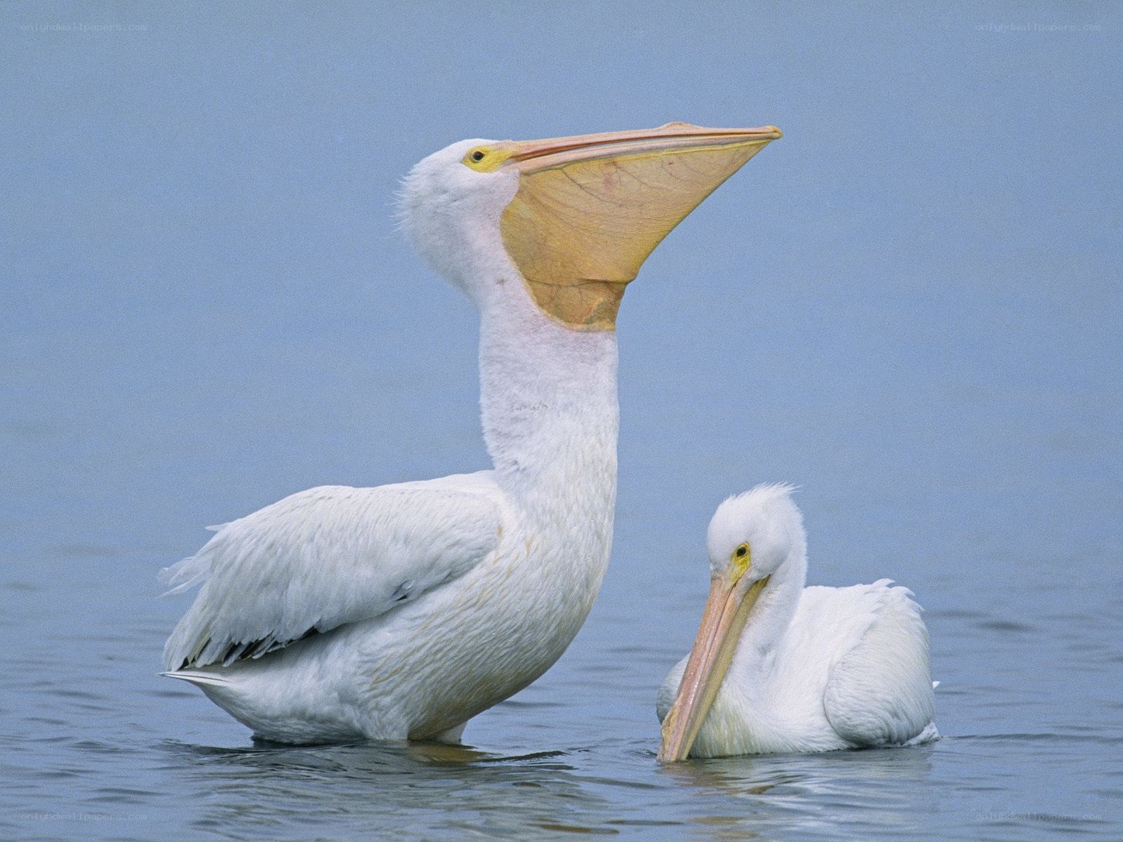 Two white pelicans in water