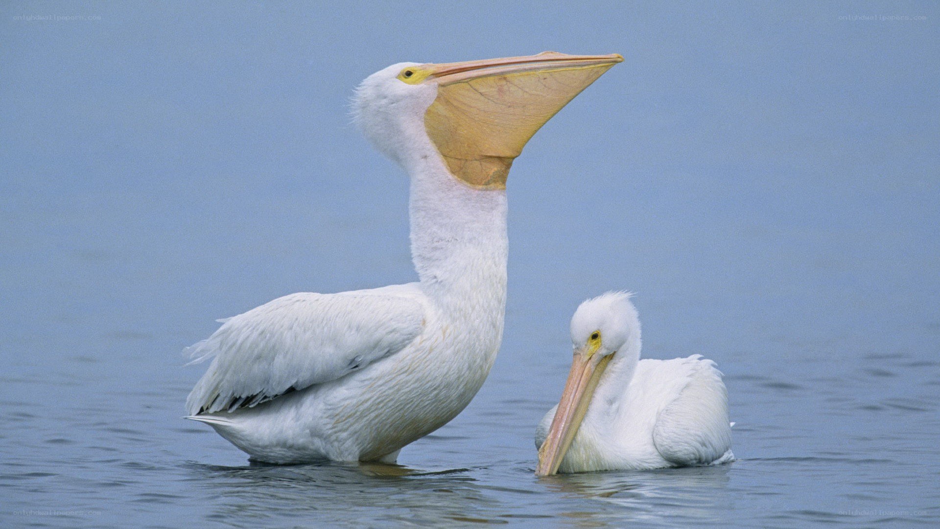 Two white pelicans in water
