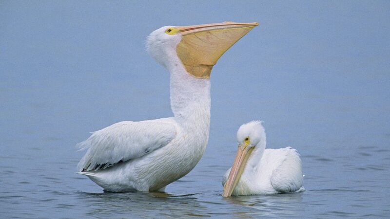 Two White Pelicans
