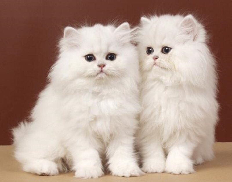 Two White Persian Kittens — Calm, Photograph