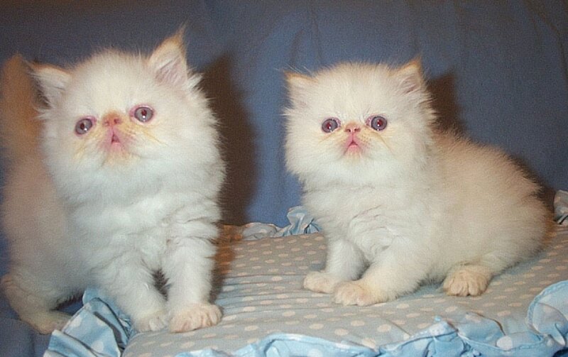 Two White Persian Kittens — Calm