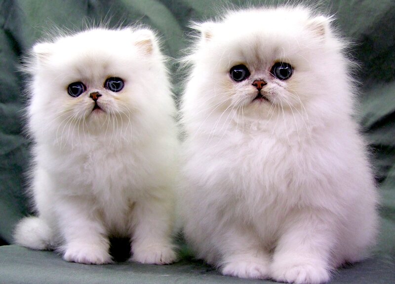 Two White Persian Kittens