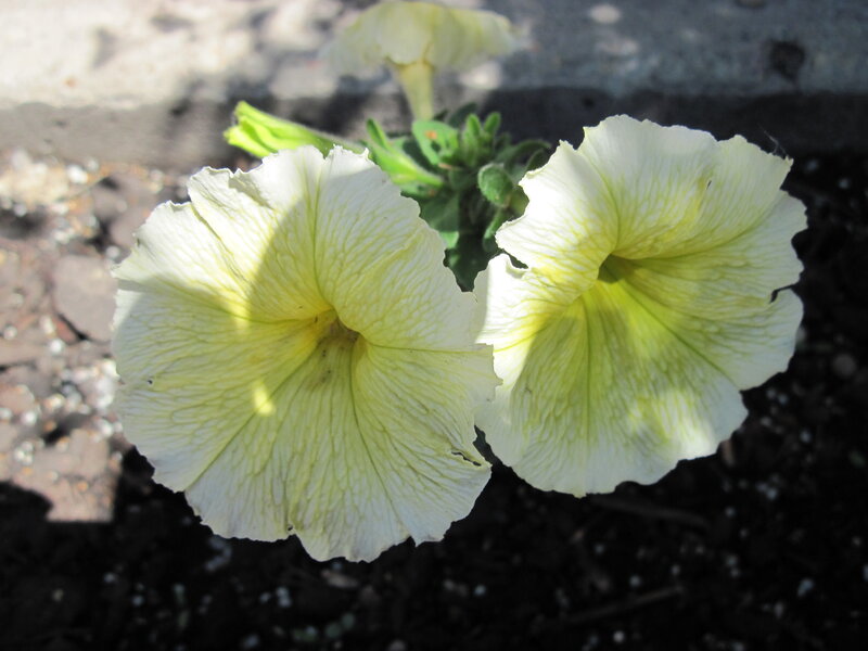 Two White Petunia Flowers