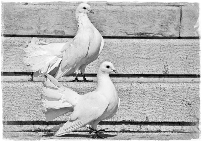 Two White Pigeons — Black