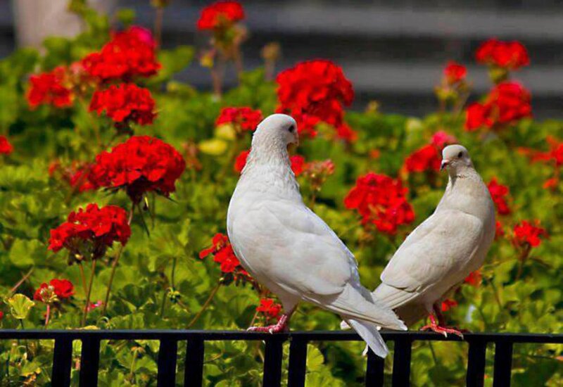 Two White Pigeons — Calm, Afternoon, Photograph, Flowers