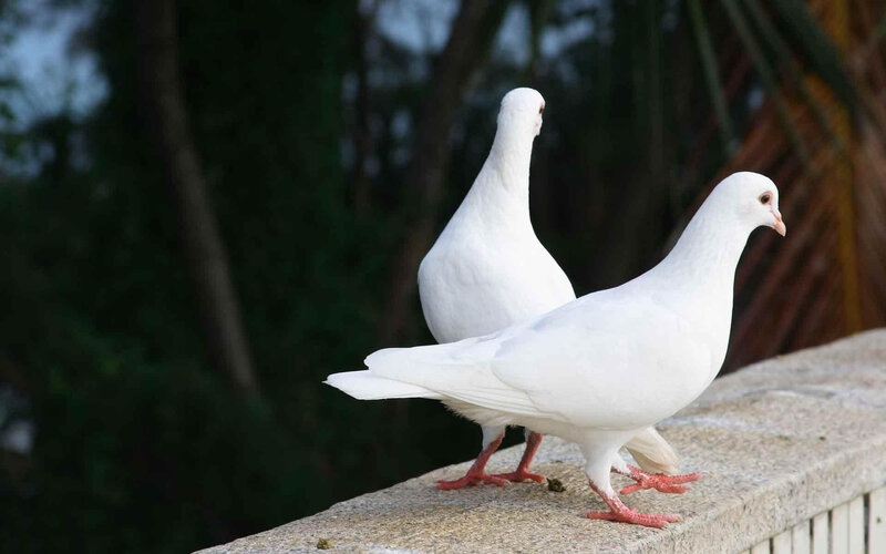 Two White Pigeons — Calm, Afternoon, Photograph